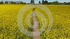 A path in a field of rapeseed on a spring day.