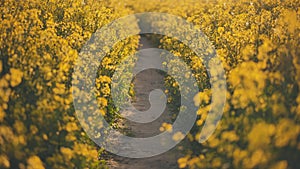 A path in a field of rapeseed on a spring day.