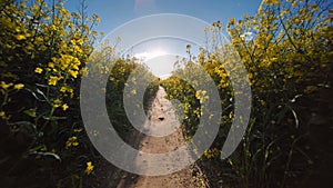 A path in a field of rapeseed on a spring day.