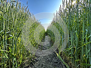 Path through a field of wheat, tractor trail, wide angle view