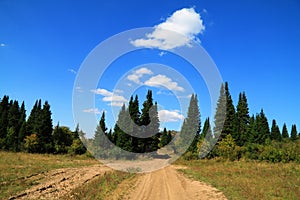 Path in a fir-tree wood on a background of the blue sky with clouds