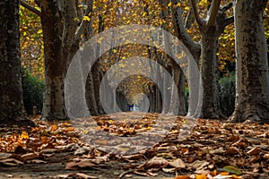 A path flanked by trees with fallen leaves covering the ground below, Leaf-strewn alley surrounded by gnarled trees in a park, AI