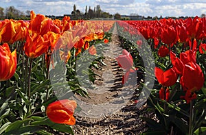 Path through a flower field in Holland