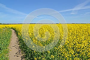 Path through a flowering rapeseed field. Spring landscape