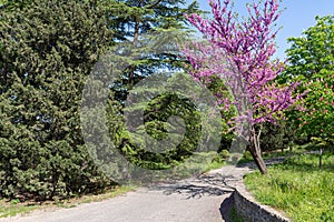 A path among flowering trees in the Botanical Garden of Tbilisi. Georgia is a country