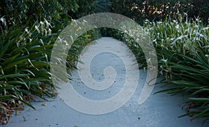 A path with flowers on each side in a park in Queensland, Australia