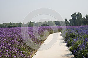 The path, flowers, lavender, lemon verbena