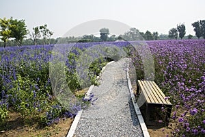 The path, flowers, lavender and lemon verbena