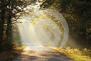 path through foggy autumn forest at sunrise country road through autumn deciduous forest on a misty sunny morning light of the photo