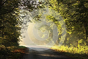 path through foggy autumn forest at sunrise country road through autumn deciduous forest on a misty sunny morning sun rays