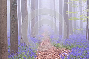 Path through a foggy blooming bluebell forest in Belgium