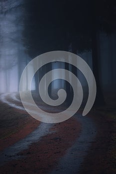 Path in foggy dark forest
