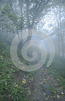Path in a foggy day among the woods