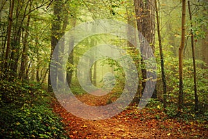 Path in a foggy forest
