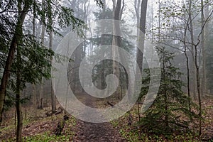 Path through a Foggy Forest in Spring