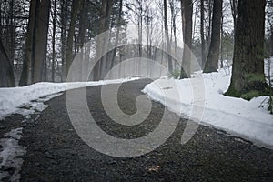 Path in Foggy Forest