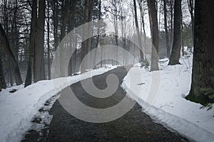 Path in Foggy Forest