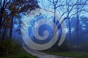 Path through Foggy Forest Woods