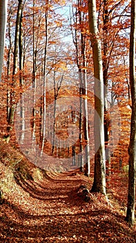 Path - footpath in the forest, beautiful autumn day for walks