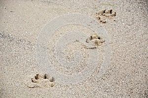 Footprints of dog`s paw in the sand
