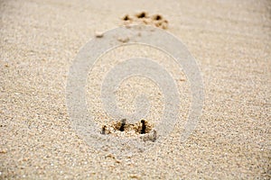 Footprints of dog`s paw in the sand