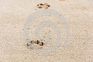 Footprints of dog`s paw in the sand