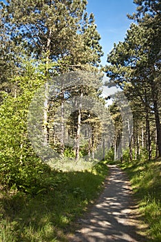 El camino en Bosque 