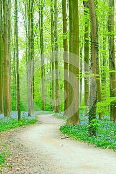 Path through forest