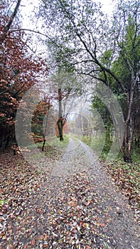 Path into the forest