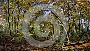 Path through forest