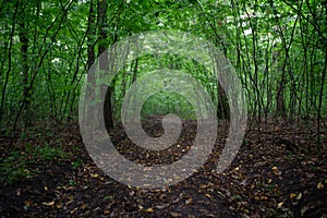 Path in a forest