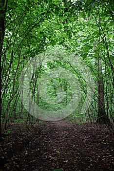 Path in forest