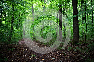 Path in forest