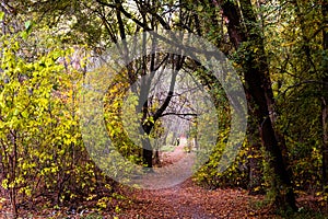 Path in the forest