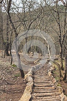 Path in the forest