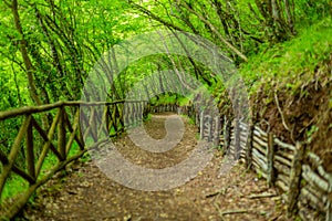 path in the forest