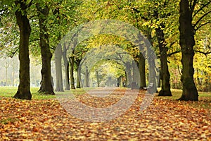 Path in the forest