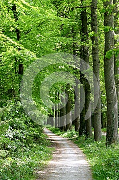 Path through the forest