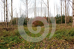 Path in the forest