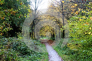 Path in the forest