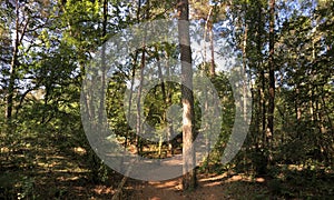 Path through the forest around Beerze