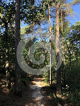 Path through the forest around Beerze