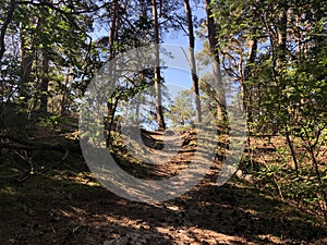 Path through the forest around Beerze