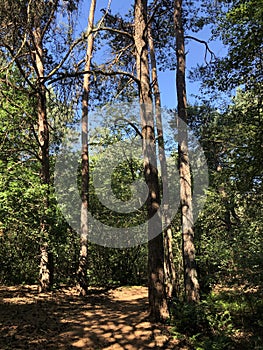 Path through the forest around Beerze