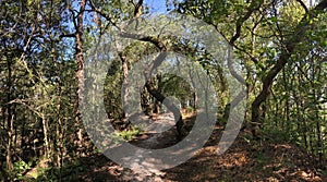 Path through the forest around Beerze