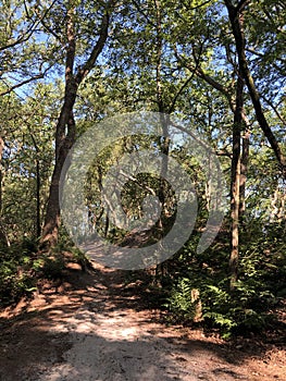 Path through the forest around Beerze