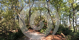 Path through the forest around Beerze