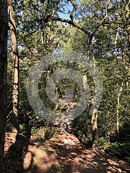 Path through the forest around Beerze
