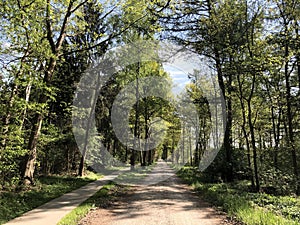 Path through the forest around Ommen