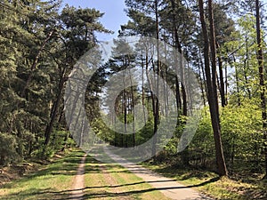 Path through the forest around Ommen